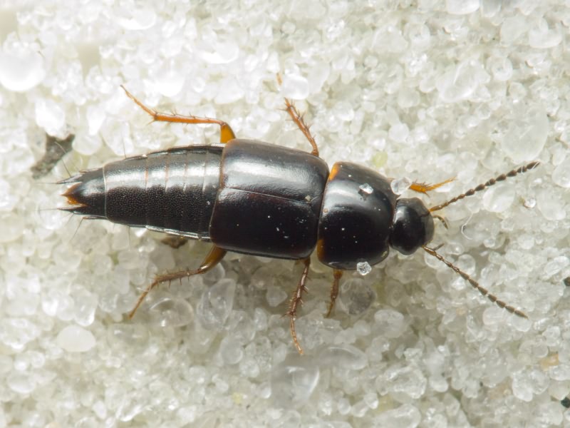 Tachinus rufipes (Linnaeus, 1758)